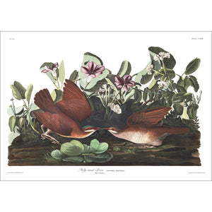 Key-West Dove Print by John Audubon