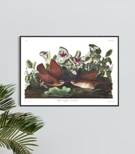 Load image into Gallery viewer, Key-West Dove Print by John Audubon