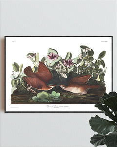 Key-West Dove Print by John Audubon