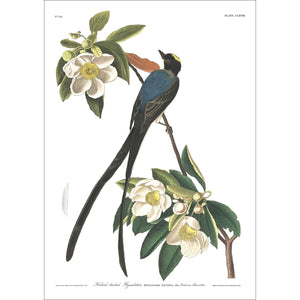 Forked-Tailed Flycatcher Print by John Audubon