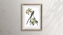 Load image into Gallery viewer, Forked-Tailed Flycatcher Print by John Audubon