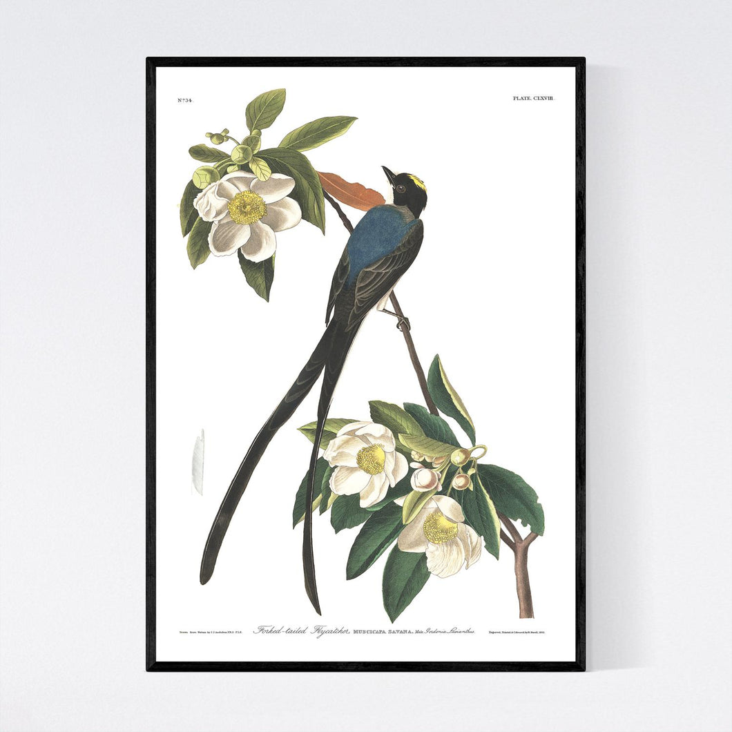 Forked-Tailed Flycatcher Print by John Audubon