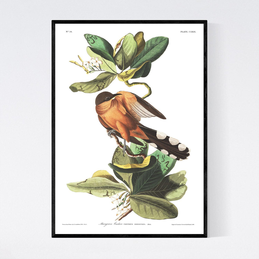 Mangrove Cuckoo Print by John Audubon