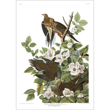 Load image into Gallery viewer, Carolina Pigeon or Turtle Dove Print by John Audubon