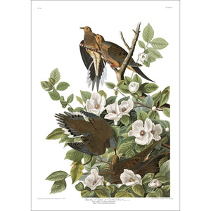 Carolina Pigeon or Turtle Dove Print by John Audubon