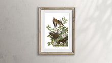 Load image into Gallery viewer, Carolina Pigeon or Turtle Dove Print by John Audubon