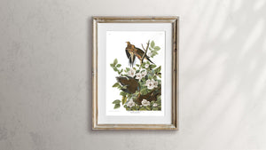 Carolina Pigeon or Turtle Dove Print by John Audubon