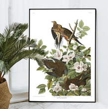 Load image into Gallery viewer, Carolina Pigeon or Turtle Dove Print by John Audubon
