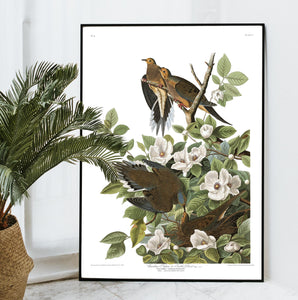 Carolina Pigeon or Turtle Dove Print by John Audubon