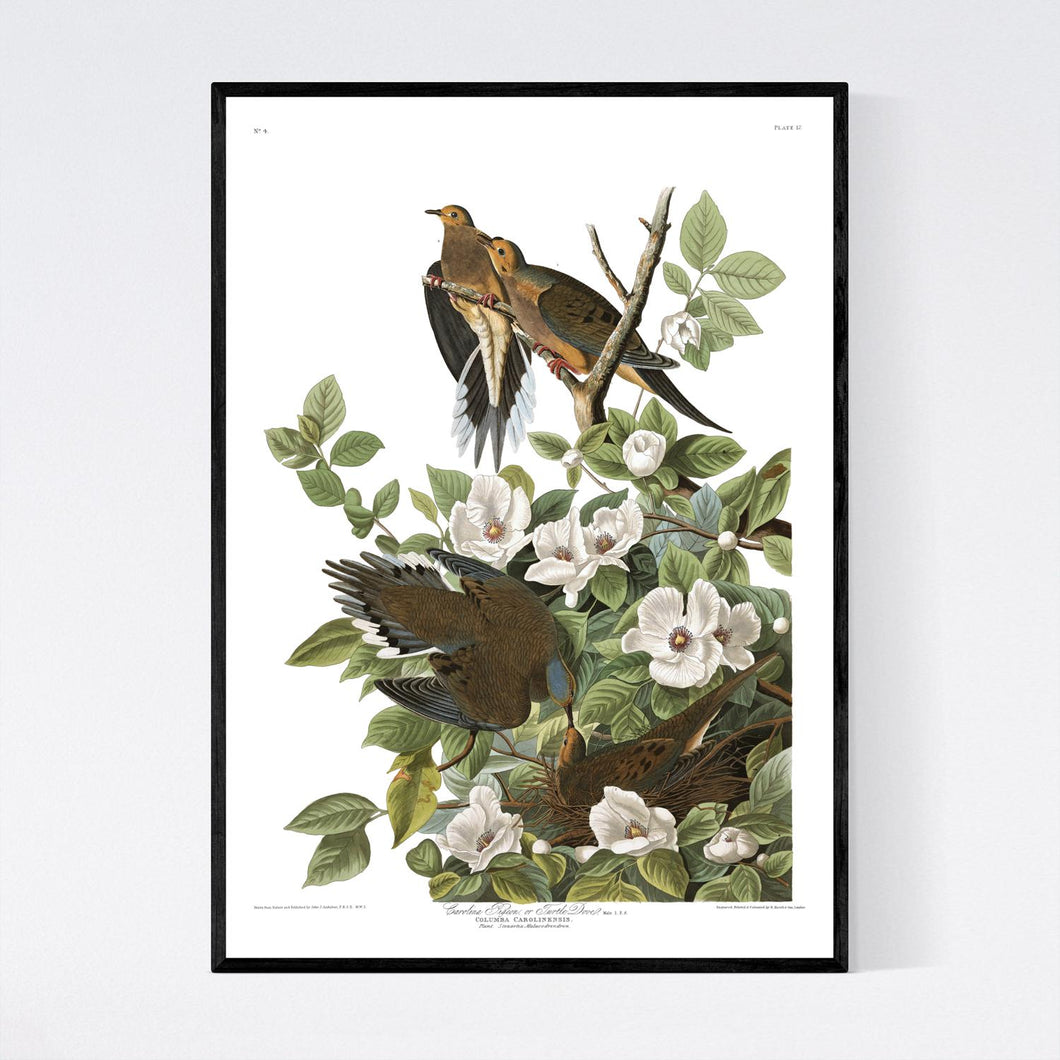 Carolina Pigeon or Turtle Dove Print by John Audubon