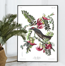 Load image into Gallery viewer, Piping Flycatcher Print by John Audubon