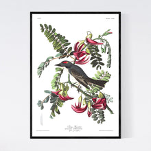 Load image into Gallery viewer, Piping Flycatcher Print by John Audubon