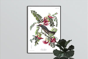 Piping Flycatcher Print by John Audubon