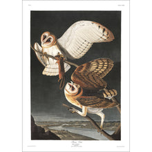Load image into Gallery viewer, Barn Owl Print by John Audubon