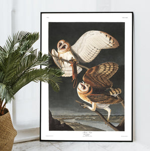 Barn Owl Print by John Audubon