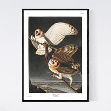 Load image into Gallery viewer, Barn Owl Print by John Audubon