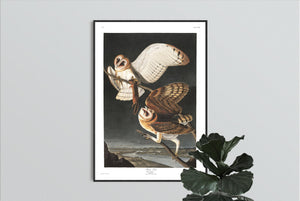 Barn Owl Print by John Audubon