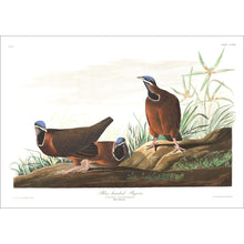 Load image into Gallery viewer, Blue-Headed Pigeon Print by John Audubon