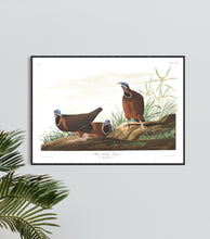 Load image into Gallery viewer, Blue-Headed Pigeon Print by John Audubon