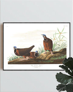 Blue-Headed Pigeon Print by John Audubon