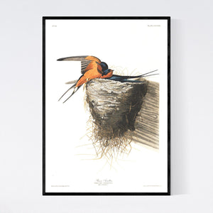 Barn Swallow Print by John Audubon