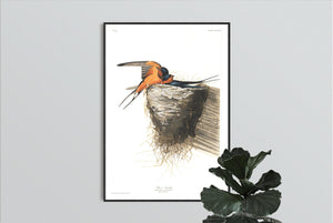 Barn Swallow Print by John Audubon