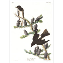 Load image into Gallery viewer, Olive Sided Flycatcher Print by John Audubon