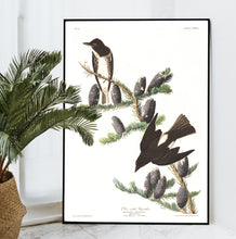 Load image into Gallery viewer, Olive Sided Flycatcher Print by John Audubon