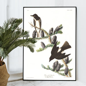 Olive Sided Flycatcher Print by John Audubon