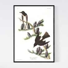 Load image into Gallery viewer, Olive Sided Flycatcher Print by John Audubon