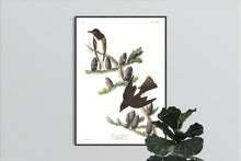Load image into Gallery viewer, Olive Sided Flycatcher Print by John Audubon