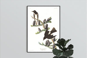 Olive Sided Flycatcher Print by John Audubon