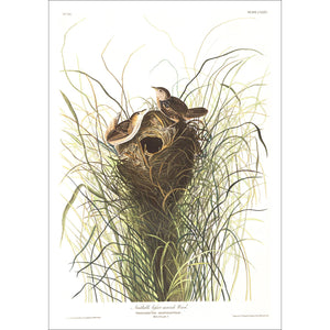 Nuttall's Lesser-Marsh Wren Print by John Audubon
