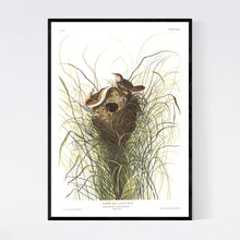 Load image into Gallery viewer, Nuttall&#39;s Lesser-Marsh Wren Print by John Audubon