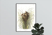 Load image into Gallery viewer, Nuttall&#39;s Lesser-Marsh Wren Print by John Audubon