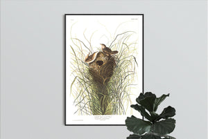 Nuttall's Lesser-Marsh Wren Print by John Audubon