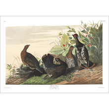 Load image into Gallery viewer, Spotted Grous Print by John Audubon