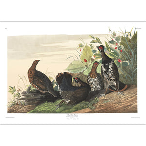 Spotted Grous Print by John Audubon