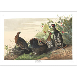 Spotted Grous Print by John Audubon