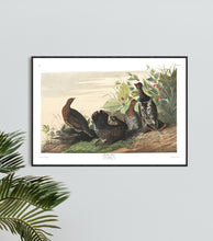 Load image into Gallery viewer, Spotted Grous Print by John Audubon
