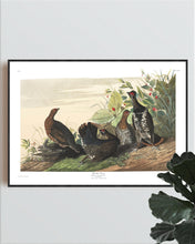 Load image into Gallery viewer, Spotted Grous Print by John Audubon