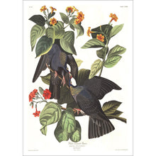 Load image into Gallery viewer, White-Crowned Pigeon Print by John Audubon