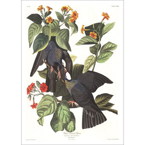 White-Crowned Pigeon Print by John Audubon