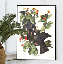 Load image into Gallery viewer, White-Crowned Pigeon Print by John Audubon