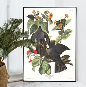 White-Crowned Pigeon Print by John Audubon