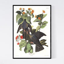 Load image into Gallery viewer, White-Crowned Pigeon Print by John Audubon