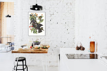 Load image into Gallery viewer, White-Crowned Pigeon Print by John Audubon