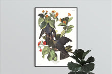 Load image into Gallery viewer, White-Crowned Pigeon Print by John Audubon