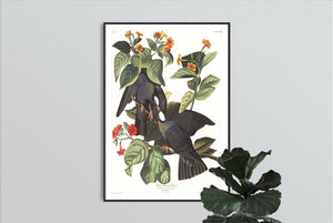 White-Crowned Pigeon Print by John Audubon