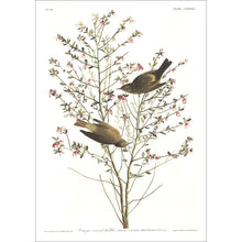Load image into Gallery viewer, Orange-Crowned Warbler Print by John Audubon